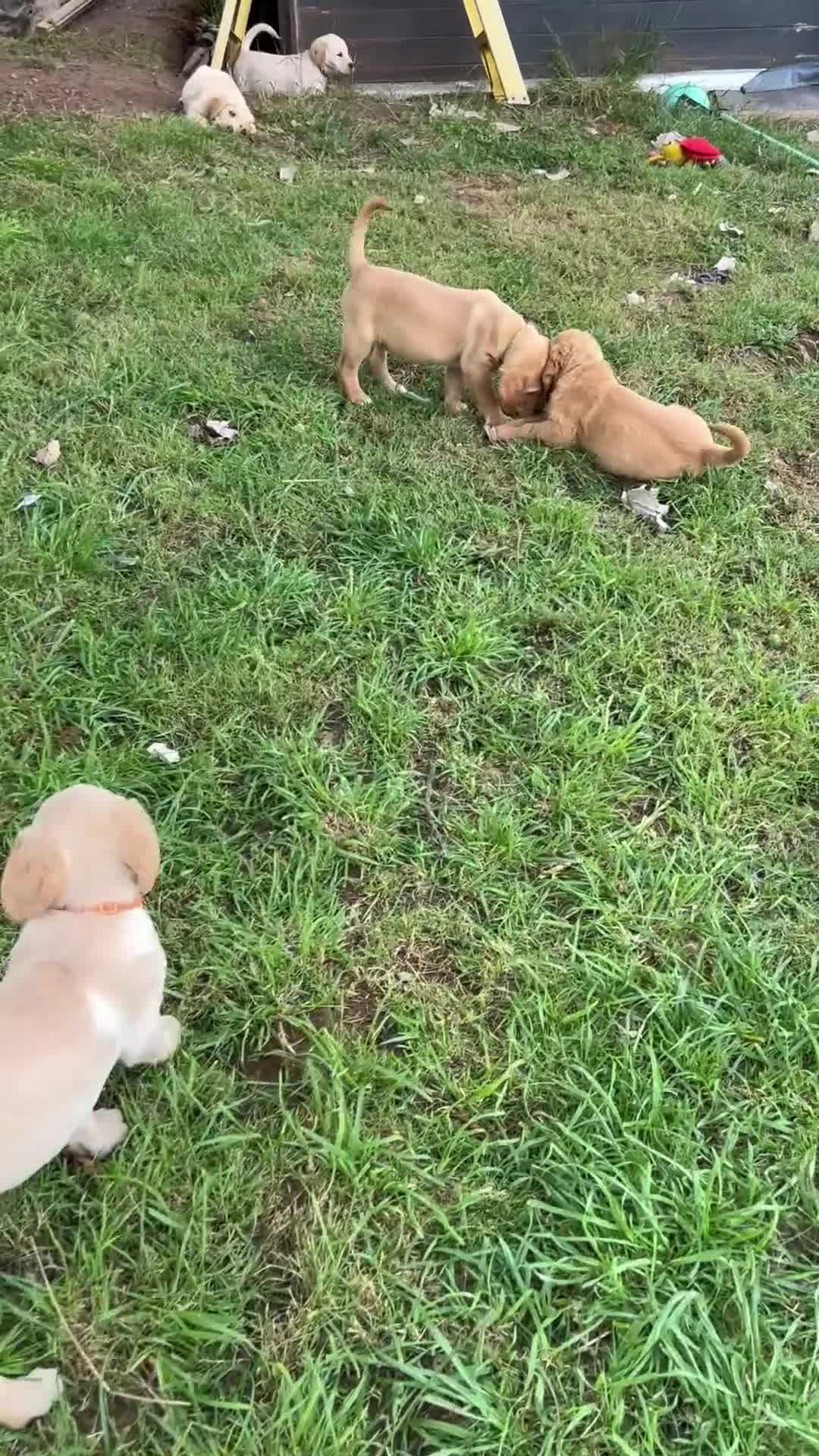 Goldador dogs for sale: Two beautiful golden doors ready for new homes - Video 1