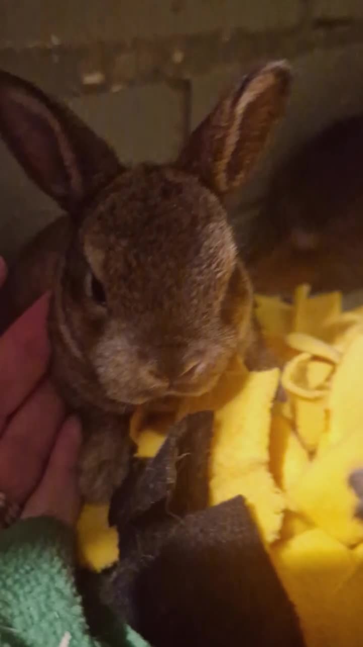 Rex rabbits for sale: Mini rex ready to leave now!! - Video 1