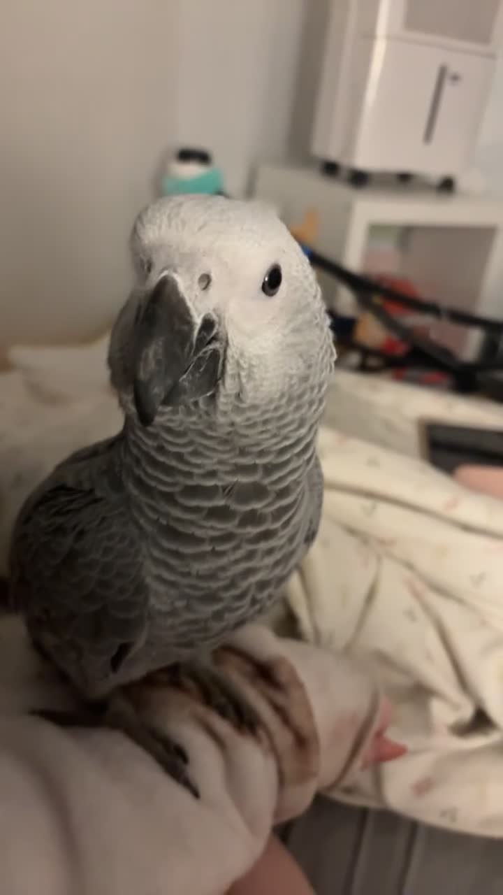 Mixed Breed birds for sale: Baby African grey - Video 1