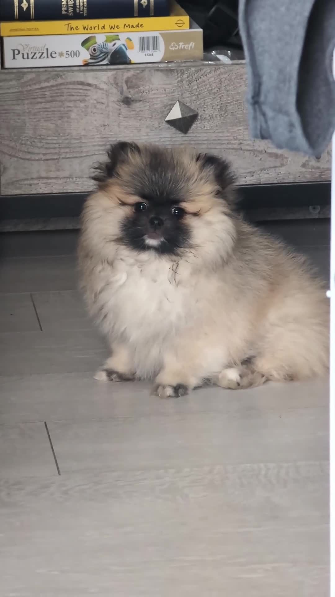 Pomeranian dogs for sale: Exceptional Teddy Bear Face Girl in Croydon - Video 1