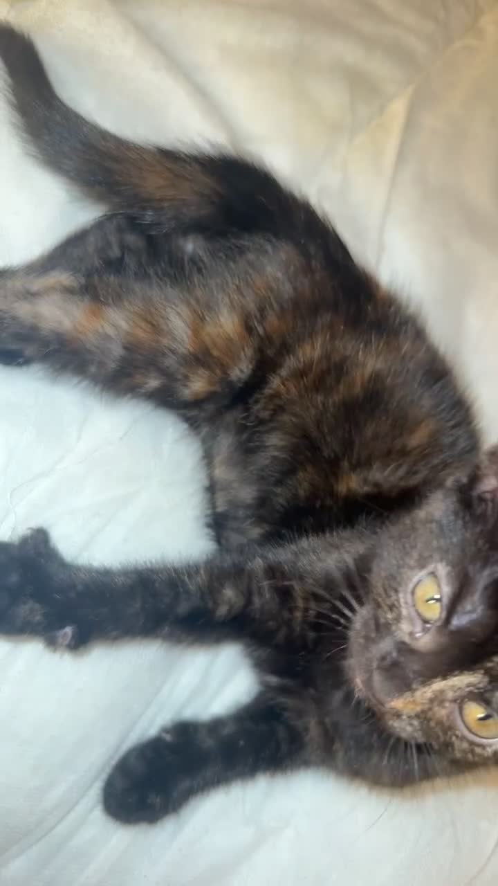 British Shorthair cats for sale: 2 beautiful kittens for sale  - Video 2