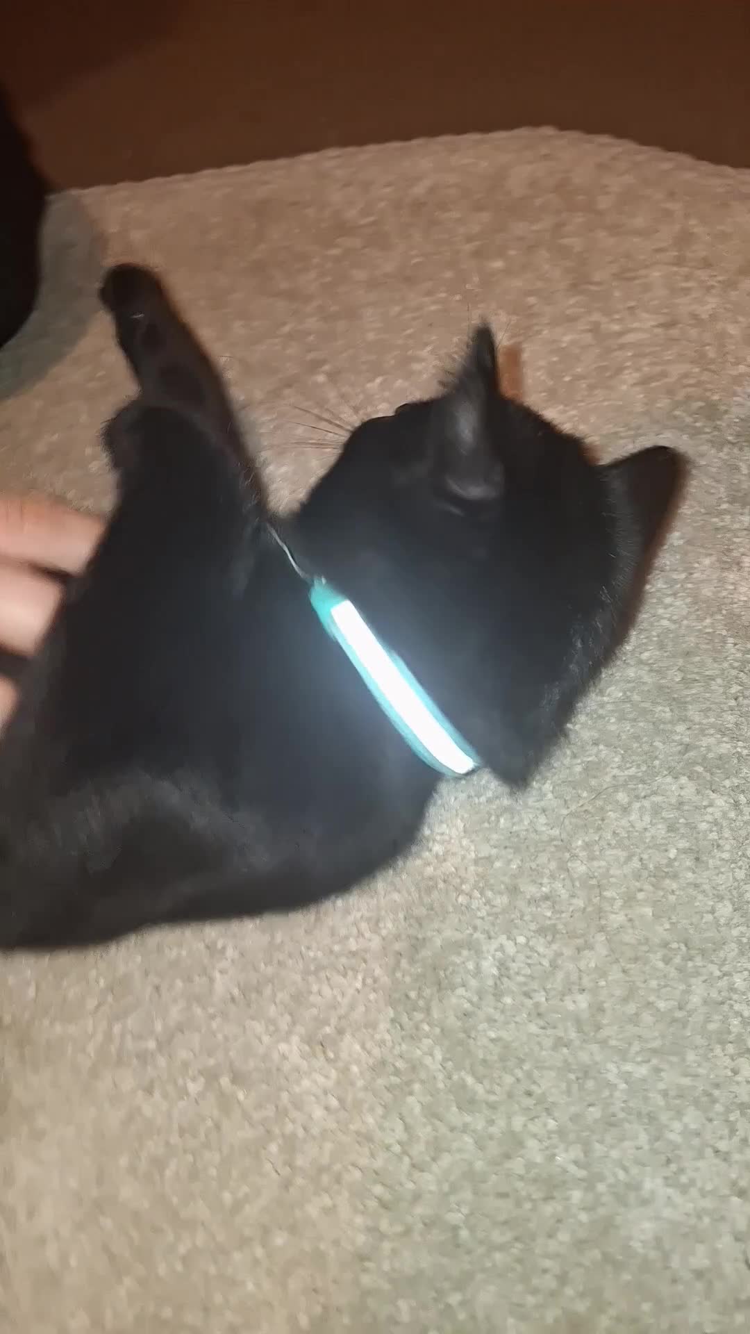 Mixed Breed cats for sale: ADORABLE FEMALE MIXED BRITISH SHORTHAIR KITTENS - Video 3