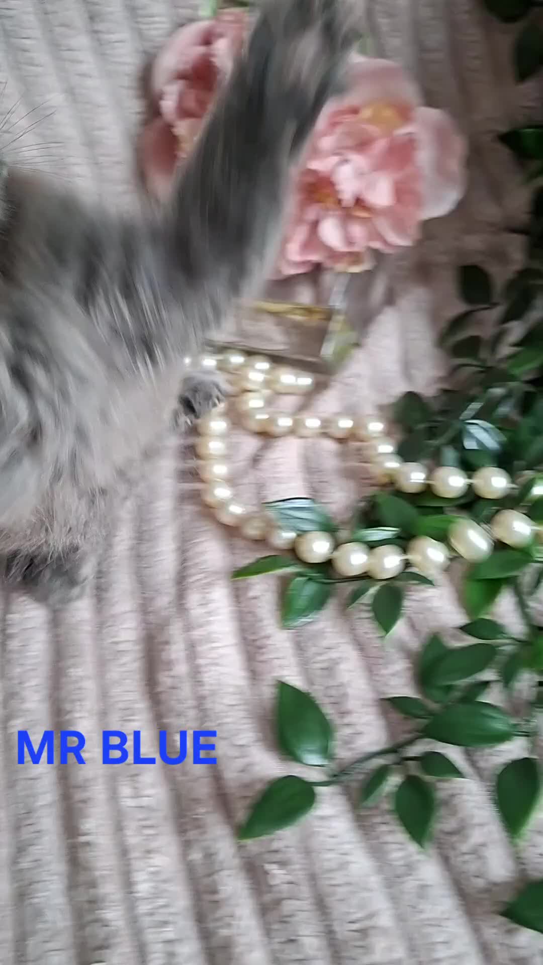 Maine Coon cats for sale: 3 Beautiful Maine coons  - Video 2