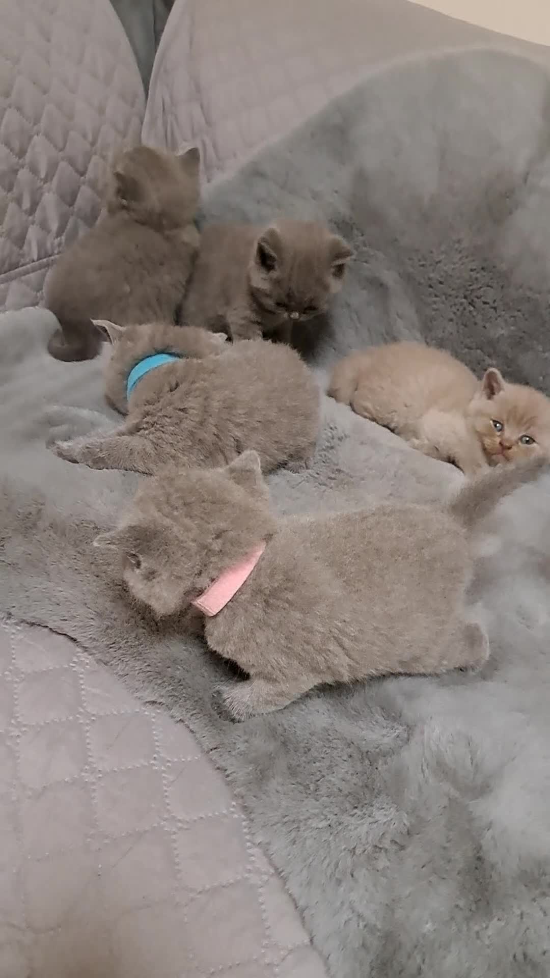 British Shorthair cats for sale: BRITISH SHORTHAIR BLUE and LILAC are AVAILABLE  - Video 5