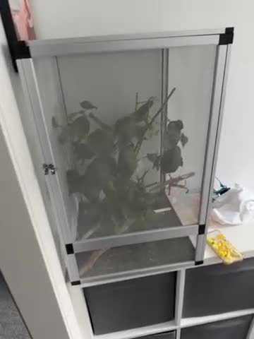 Stick Insects invertebrates for sale: Macleays spectre Stick insects in Bexley - Video 1