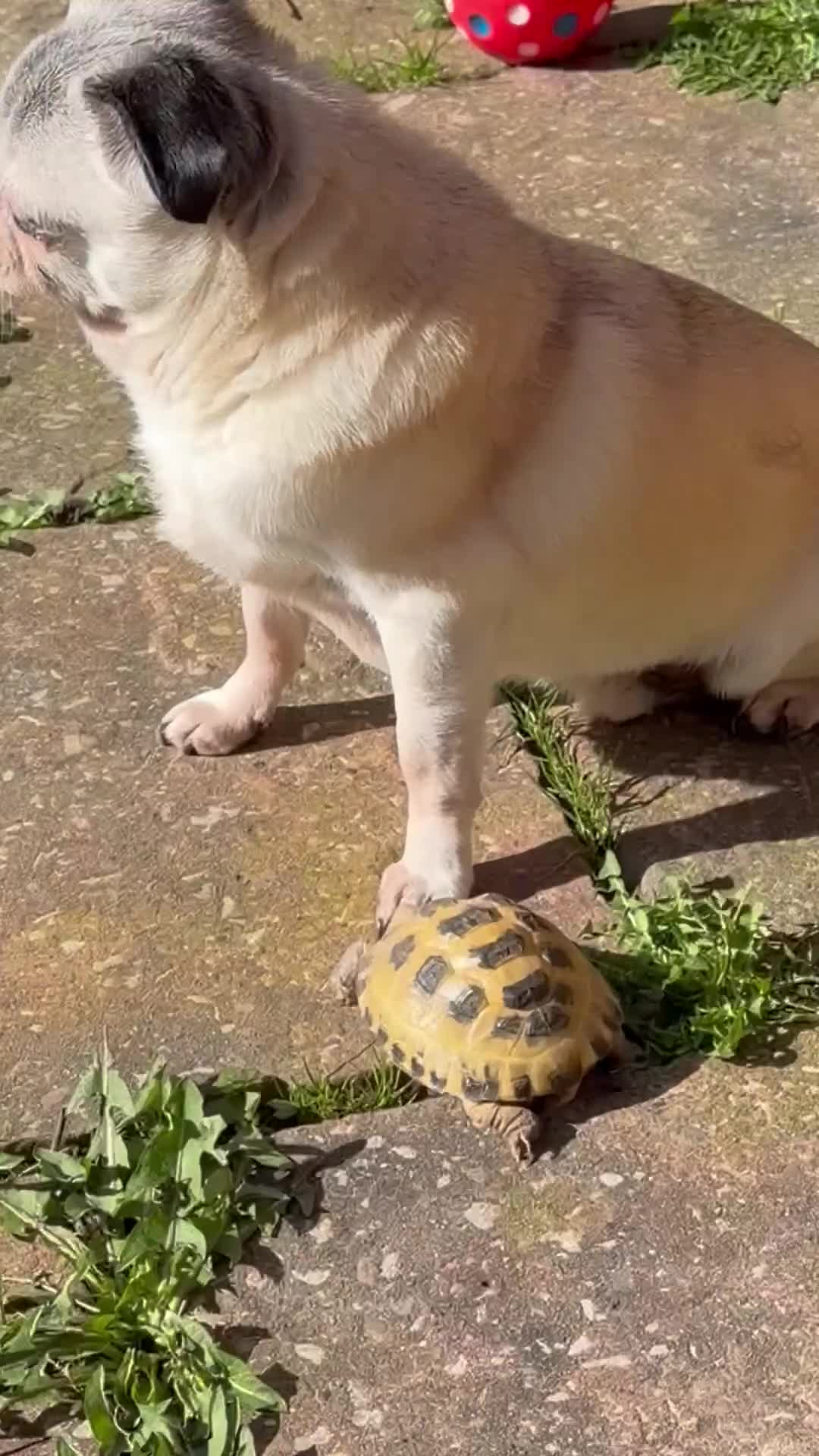 Tortoise reptiles for sale: Horsefield tortoise and setup in Wigan - Video 1