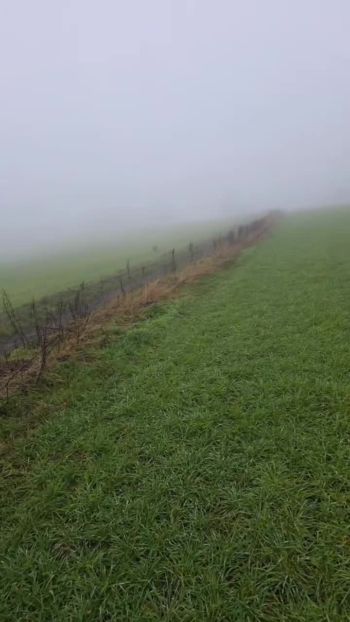 German Wirehaired Pointer dogs for sale: Loving Active Home Needed For GWP in Huddersfield - Video 1