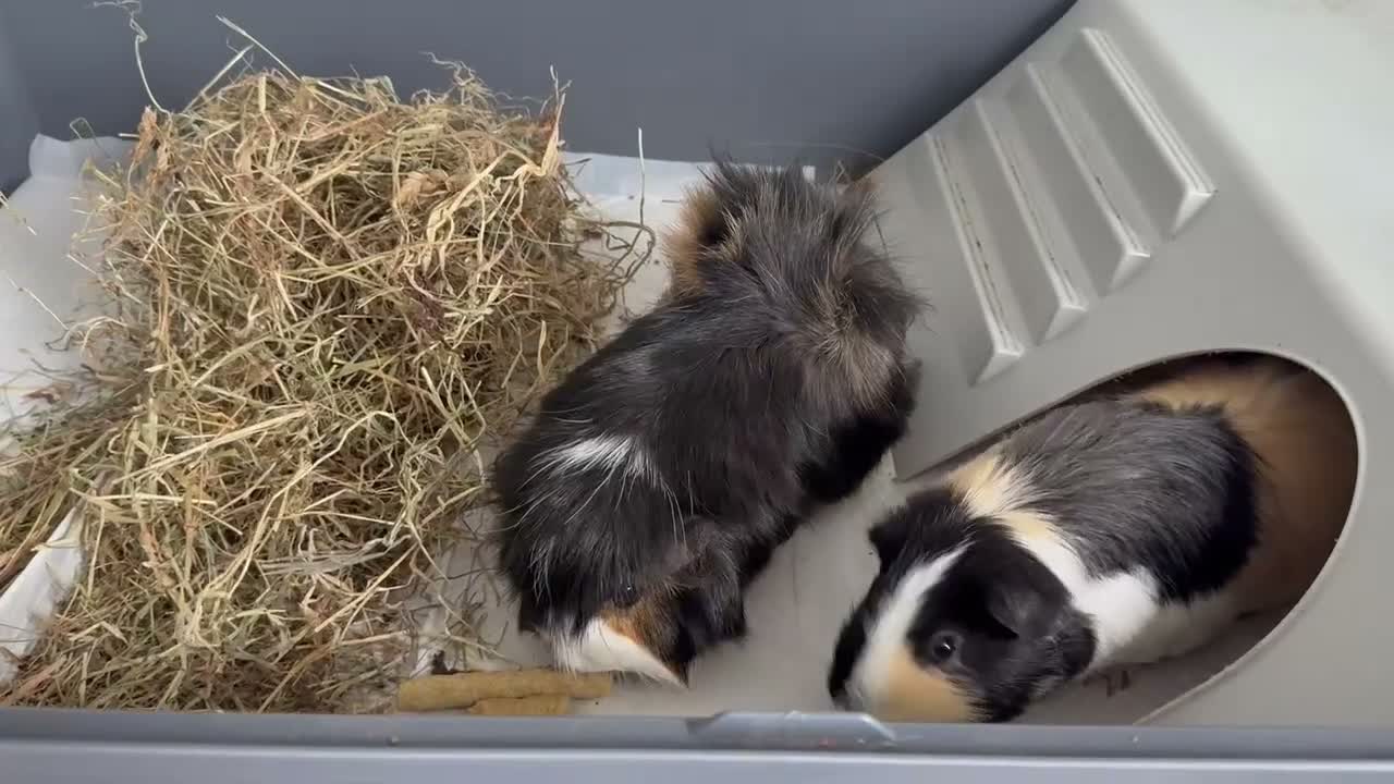 Guinea Pig rodents for sale: Two Male Guinea pigs  - Video 1
