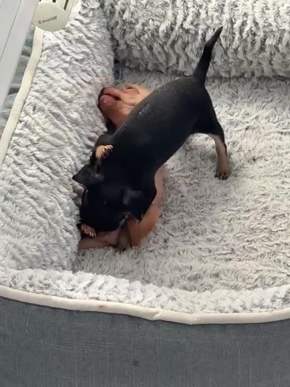 Russian Toy Terrier dogs for sale: Russian toy terrier puppies - Video 1