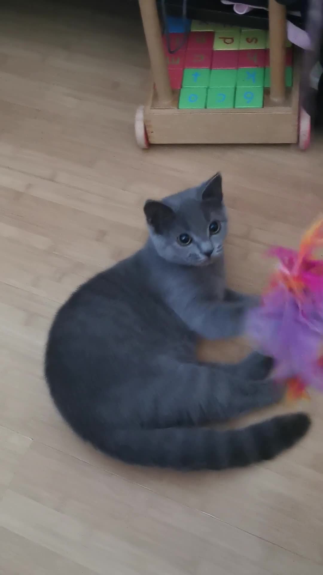 British Shorthair cats for sale:  British shorthair kittens ready to go  - Video 1
