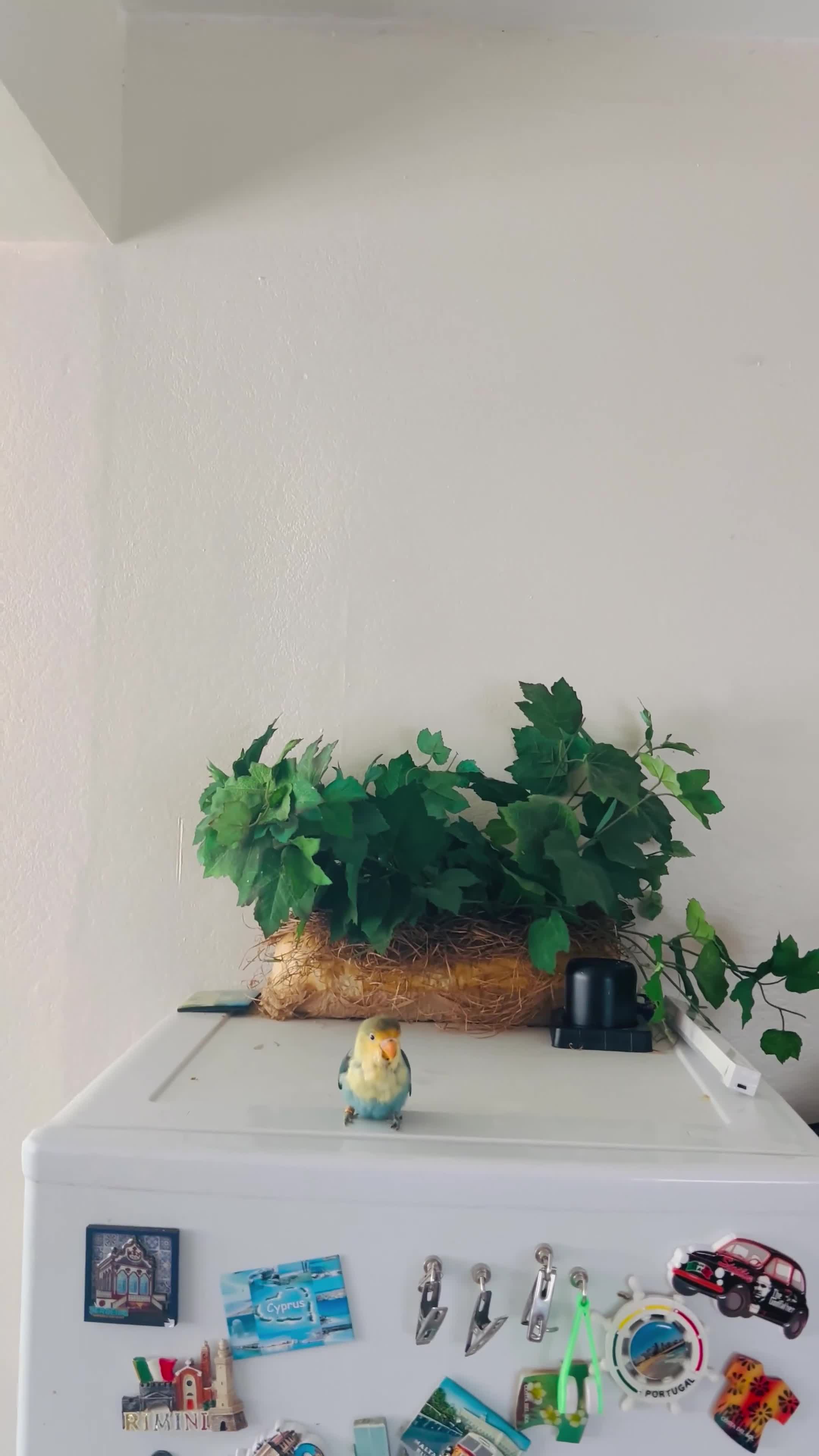Lovebirds birds for sale: Tame Lovebird Babies – Rare Colours - Video 2