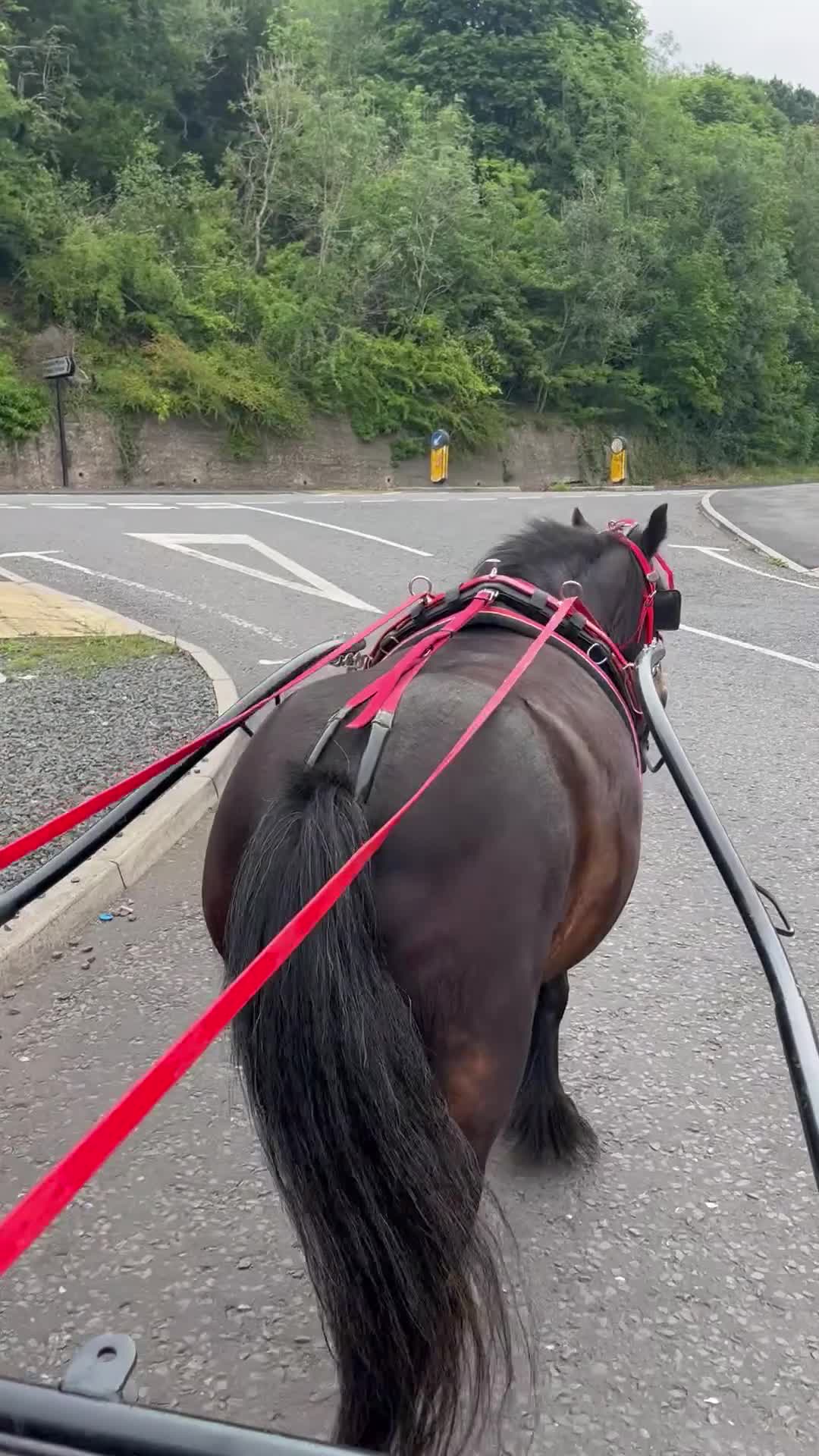 Irish Cob horses for sale: 💕sally💕 11.2h mare ride and drive   - Video 2