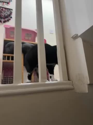 Oriental cats for sale: Tuxedu Kitten about 10 months old - Video 1