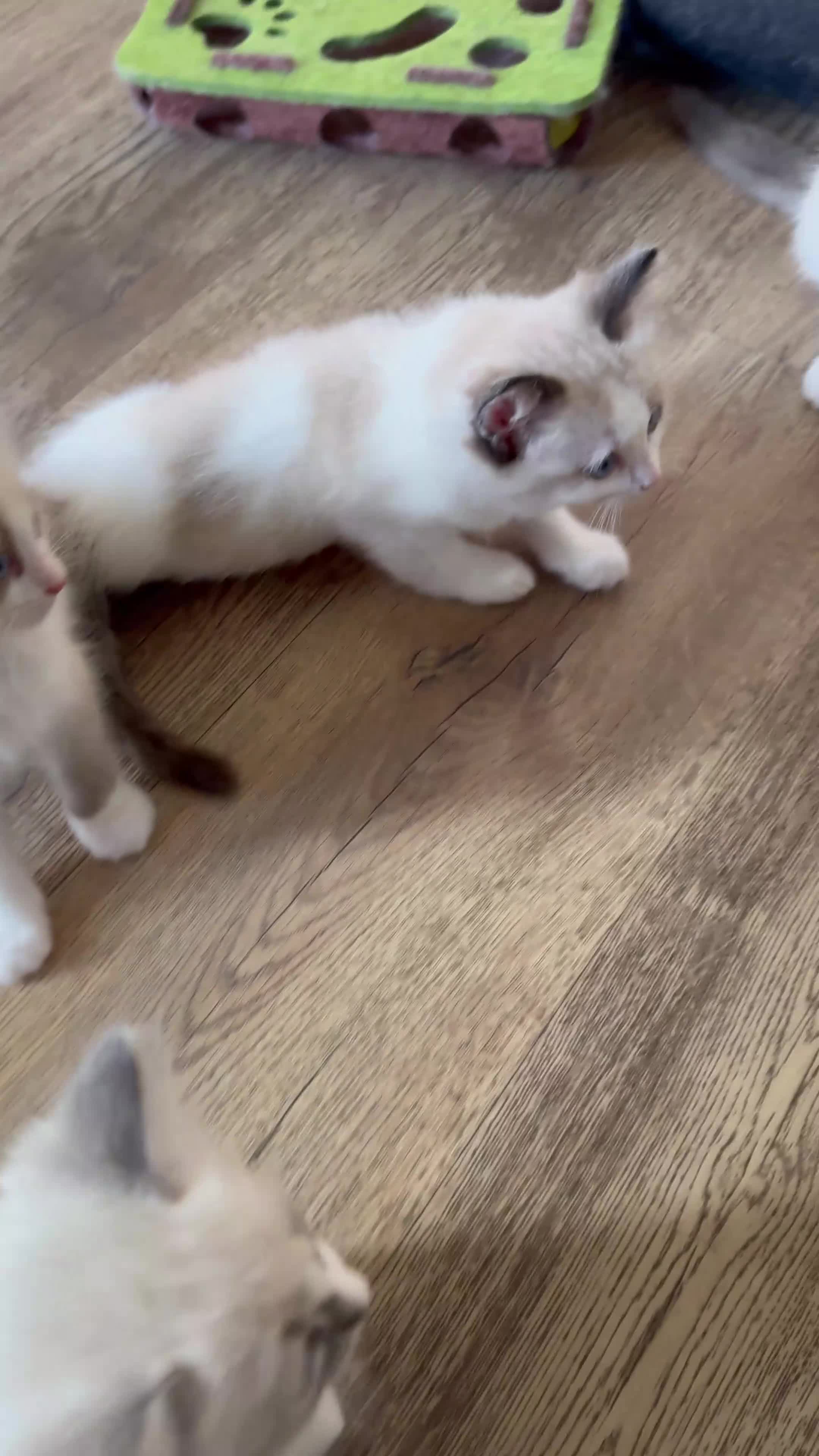Ragdoll cats for sale: Stunning Ragdoll kittens - Video 3