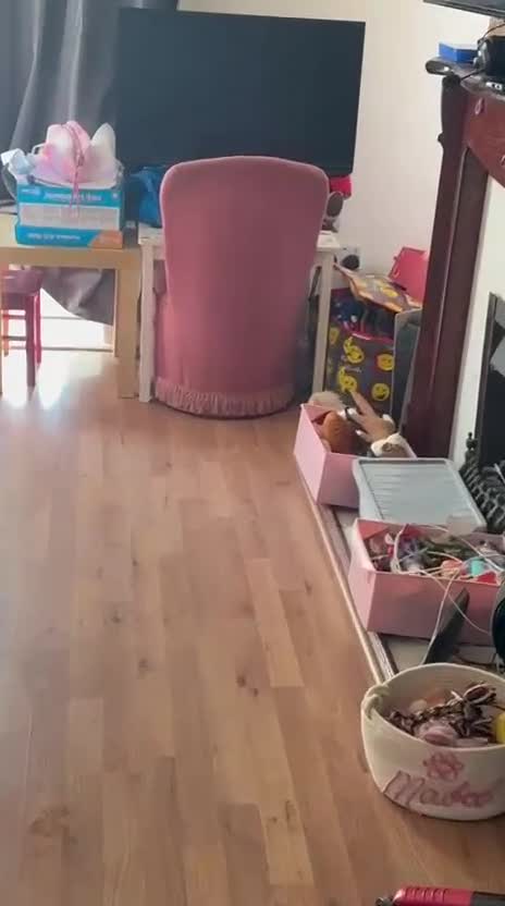 Pomeranian dogs for sale: Beautiful Pomeranian puppies ready to leave now  - Video 1