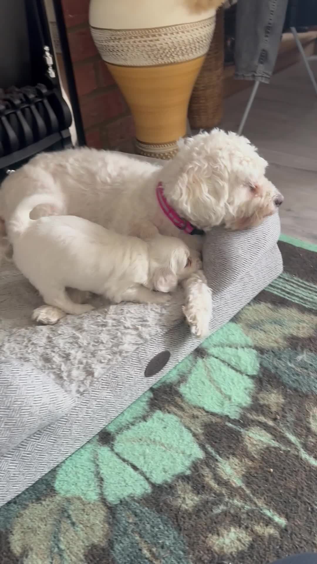Bichon Frise dogs for sale: Puppies  in Norwich - Video 1