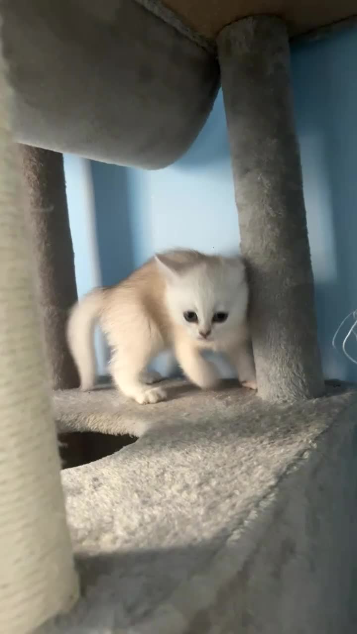 British Shorthair cats for sale: 1 bsh kitten left only 😻🏡✨ - Video 2