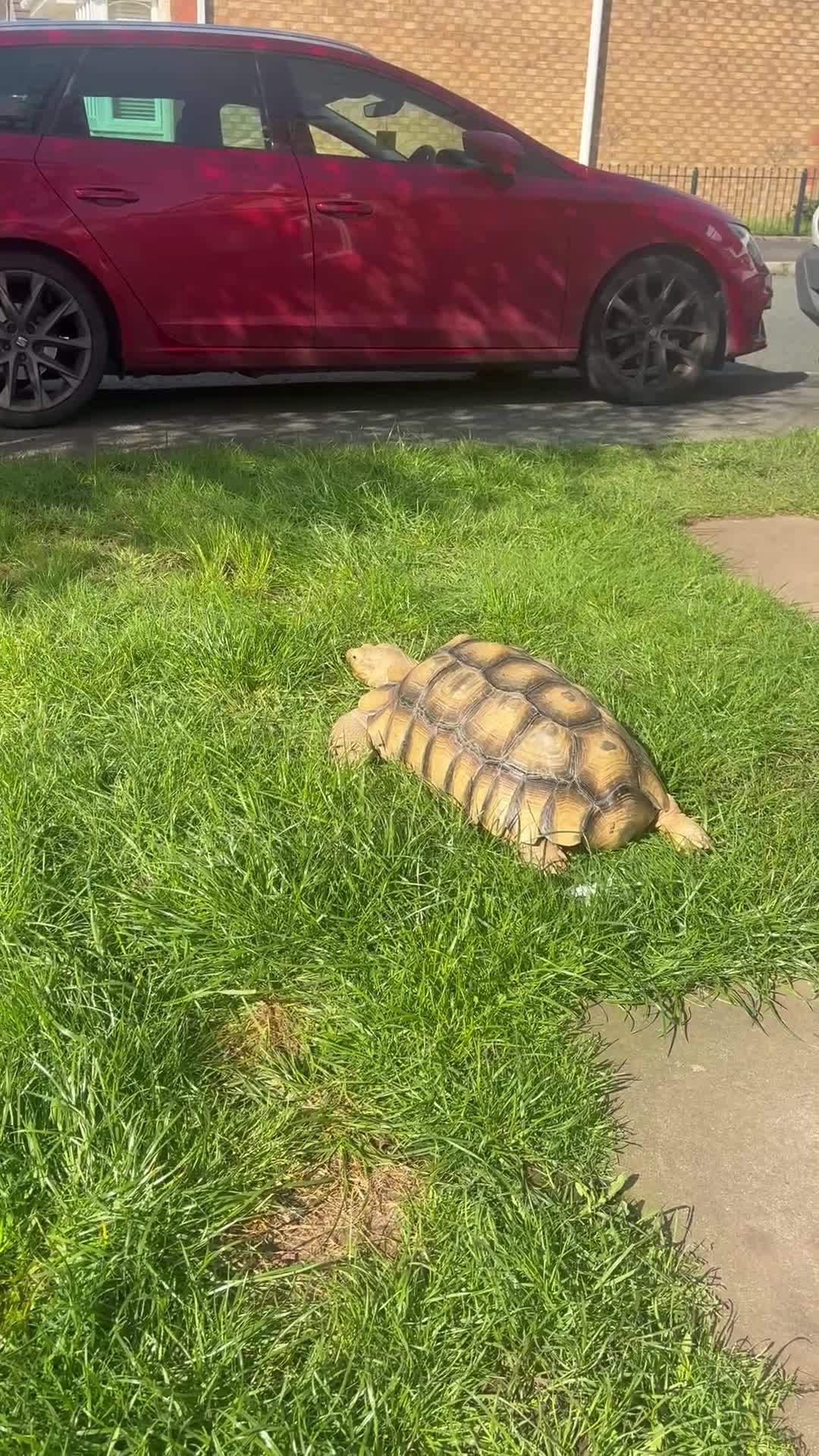 Tortoise reptiles for sale: Tortoise  - Video 2