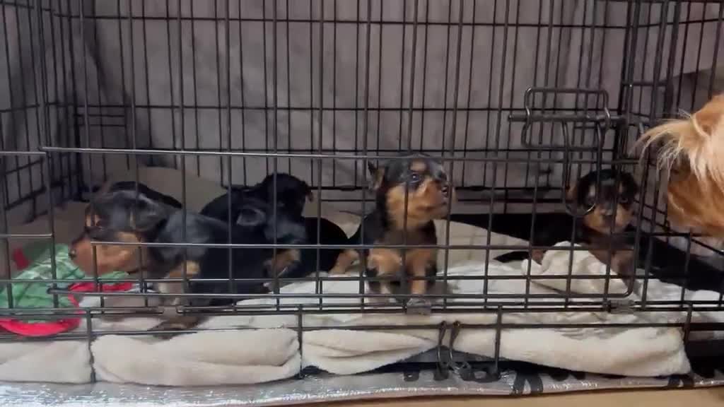 Yorkshire Terrier dogs for sale: Yorkshire terrier puppies  in Dagenham - Video 1