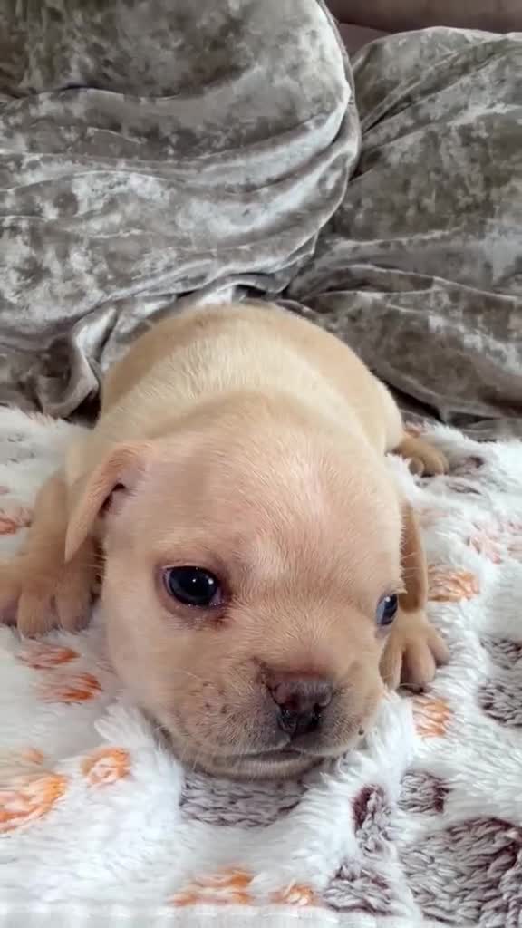 French Bulldog dogs for sale: Jnk Eastlnd - Video 3
