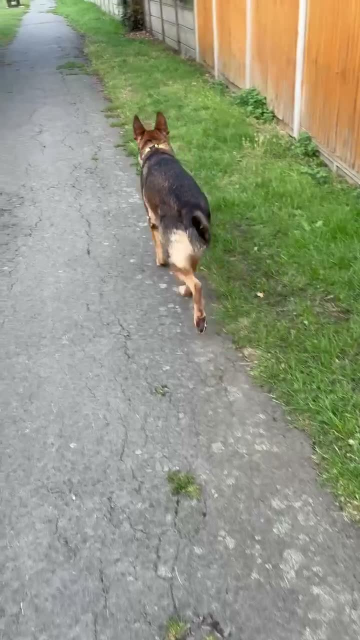 German Shepherd dogs for stud: Reno for stud in Leicester - Video 2