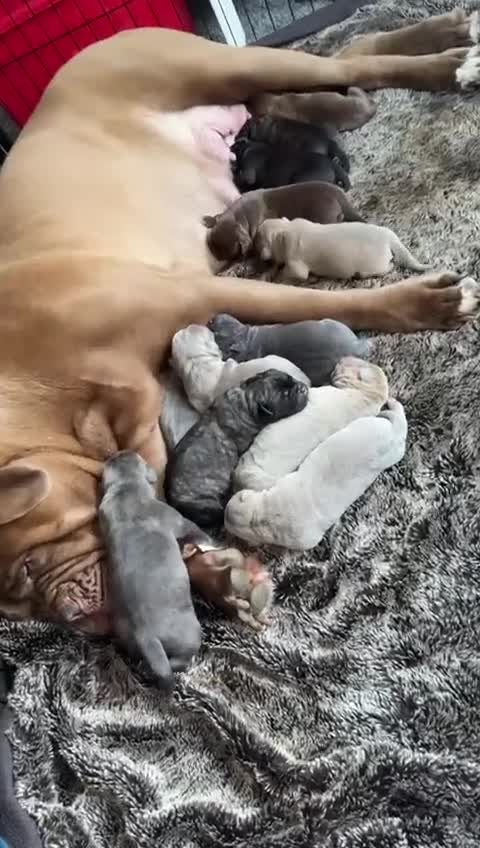 Mixed Breed dogs for sale: Puppies for Sale!! - Video 3