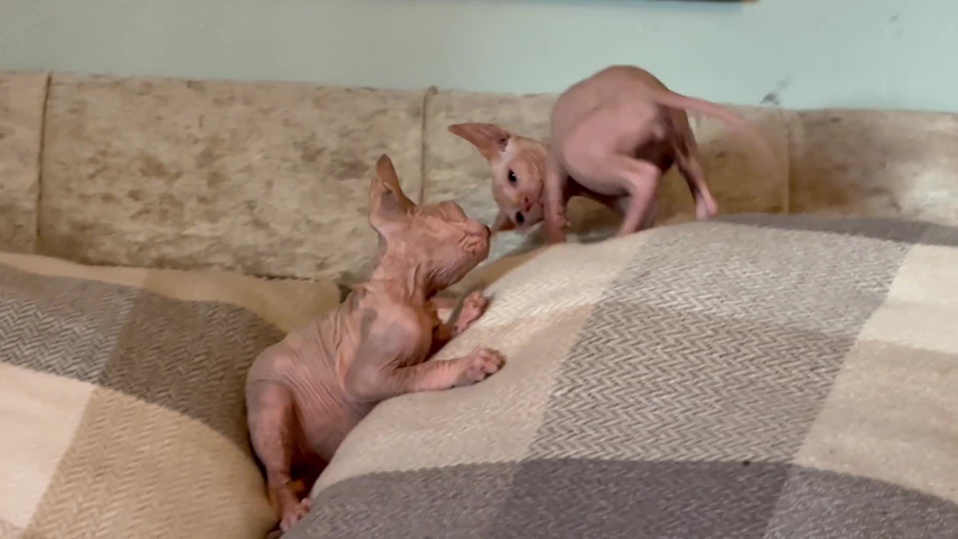 Sphynx cats for sale: Beautiful Sphynx kittens  - Video 2