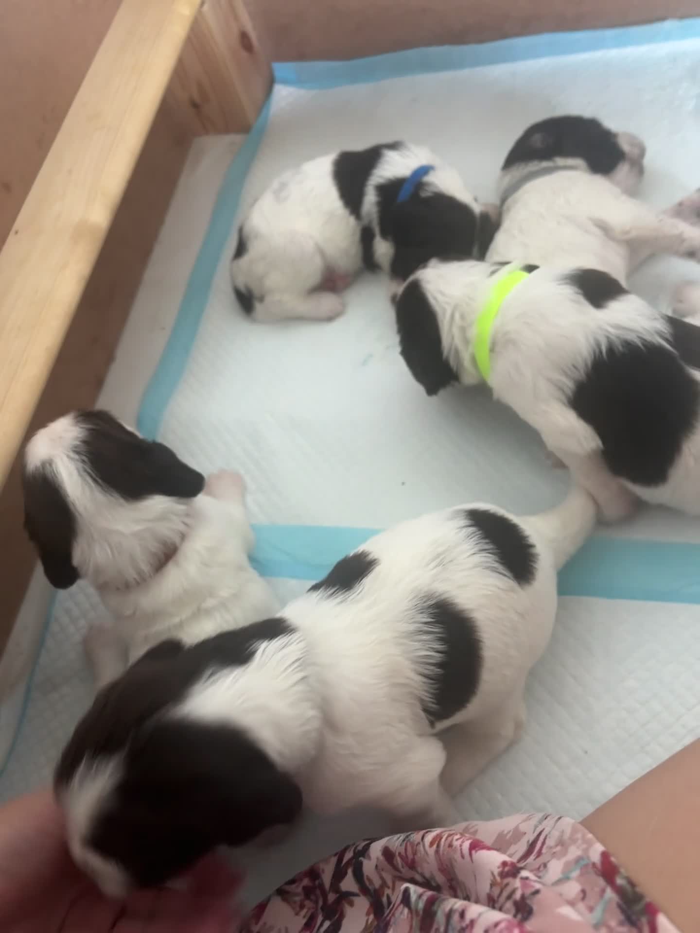 Sprocker dogs for sale: Sprocker puppies in Basildon - Video 1