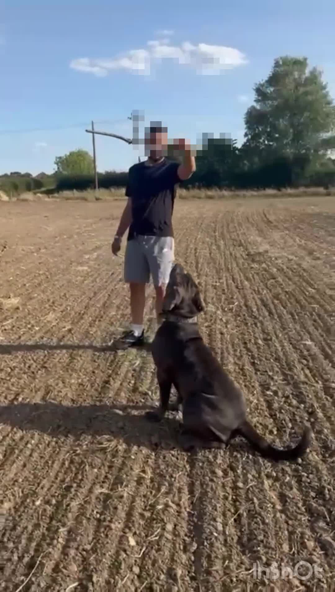Cane Corso dogs for stud: Big Baloo 🦍🐻🦁 - Video 1
