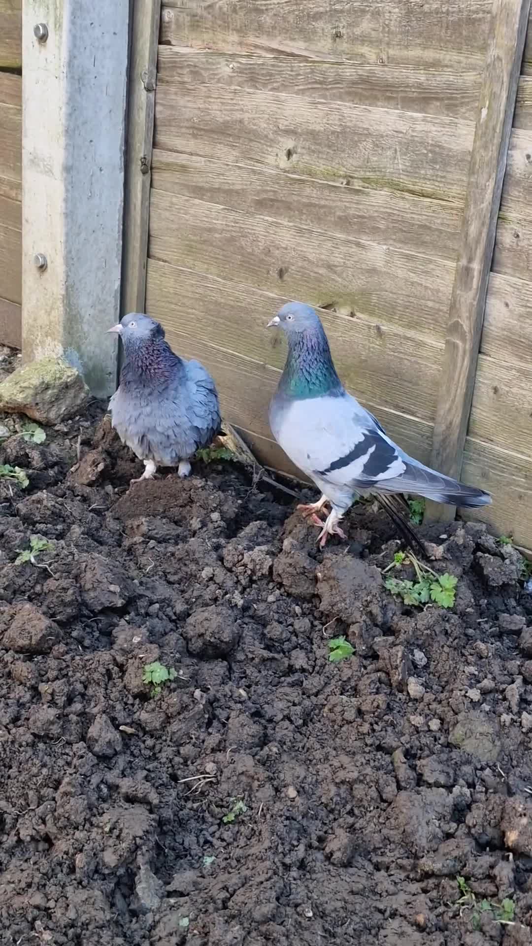 Pigeons birds for sale: Leicester - Video 2