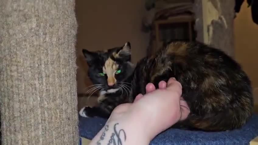 Mixed Breed cats for adoption: Luna the rescue kitten deserves a home of her own - Video 1