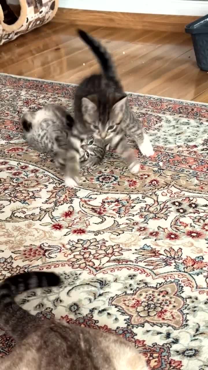 Bengal cats for sale: Bengal babies looking for a new home - Video 3