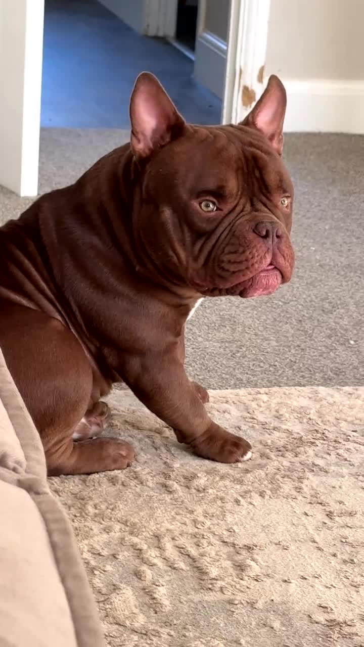 American Bully dogs for stud: Chocolate Pocket Bully for stud - Video 1