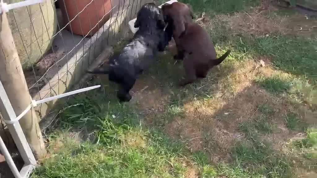 Cocker Spaniel dogs for sale: Health Tested Cocker Spaniel. Ready to Leave - Video 3