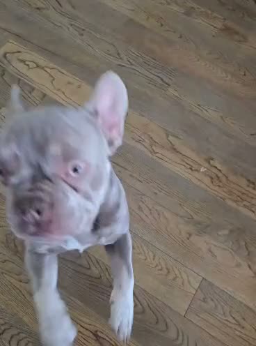 French Bulldog dogs for sale: 8 month old KC registered French bulldogs pups  - Video 1