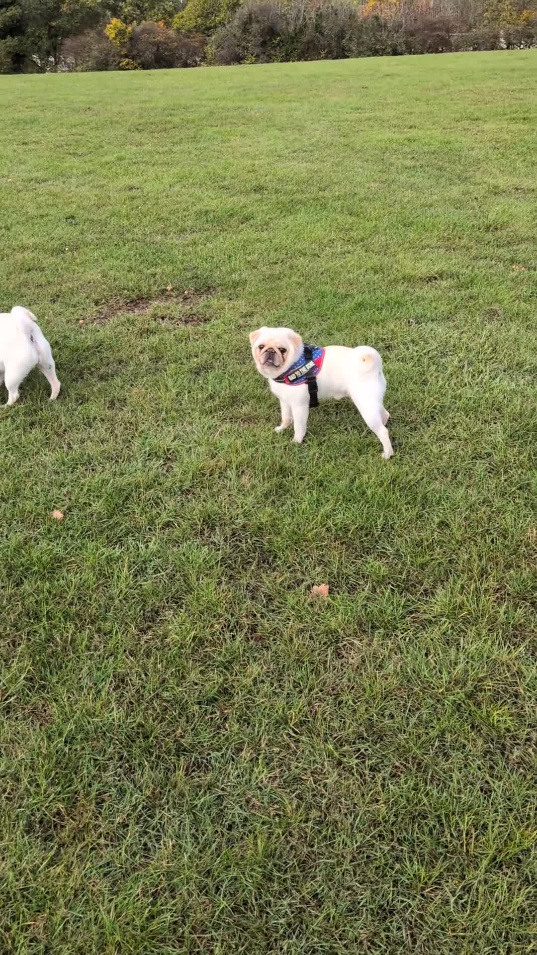 Pug dogs for sale: Pug Mother & Son: Flexible Rehoming, Family Raised - Video 1