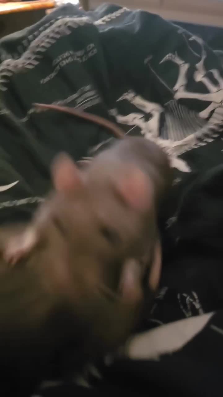 Rat rodents for sale: 4 male rats rehome ( can go with cage) - Video 1