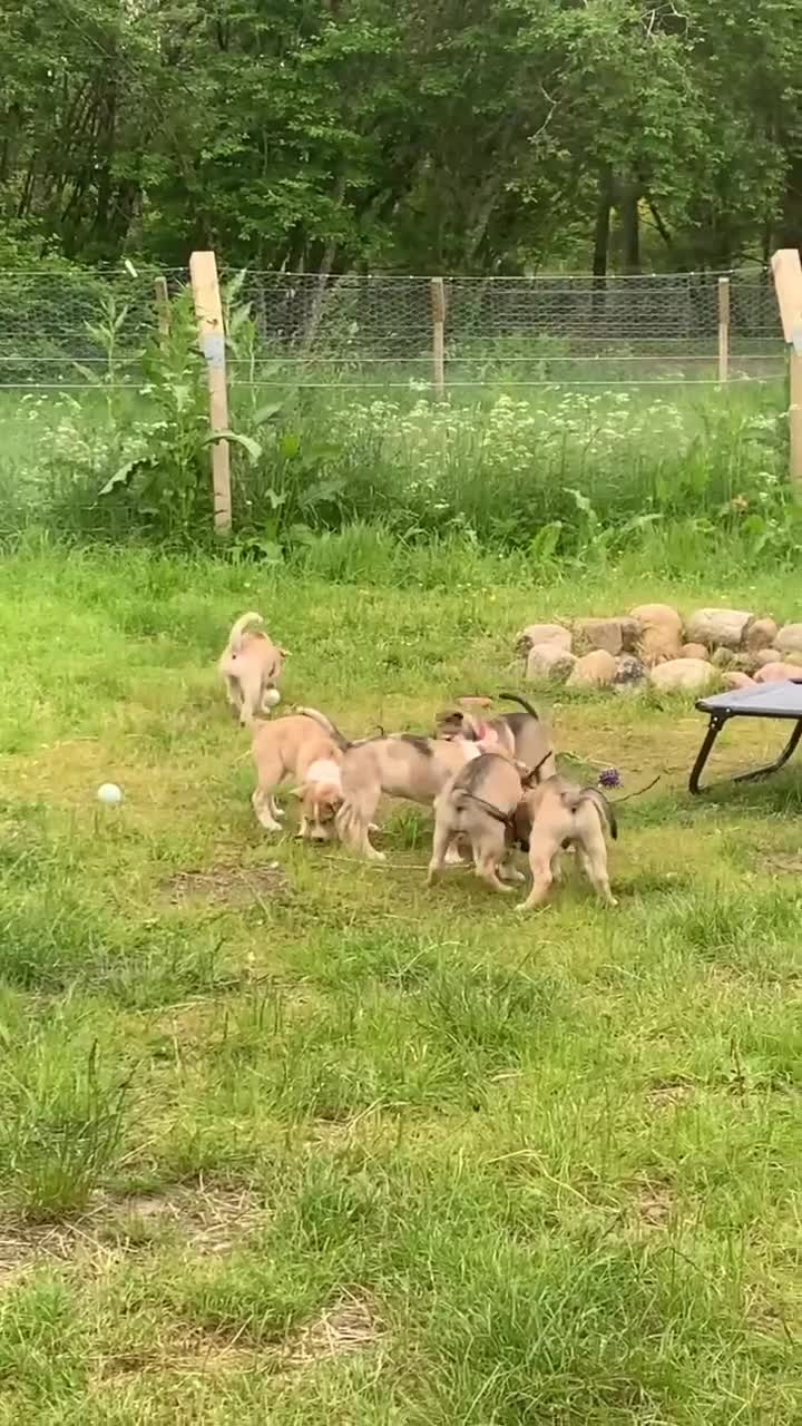 Mixed Breed dogs for sale: Beautiful Staffy x Husky Pups - Video 1
