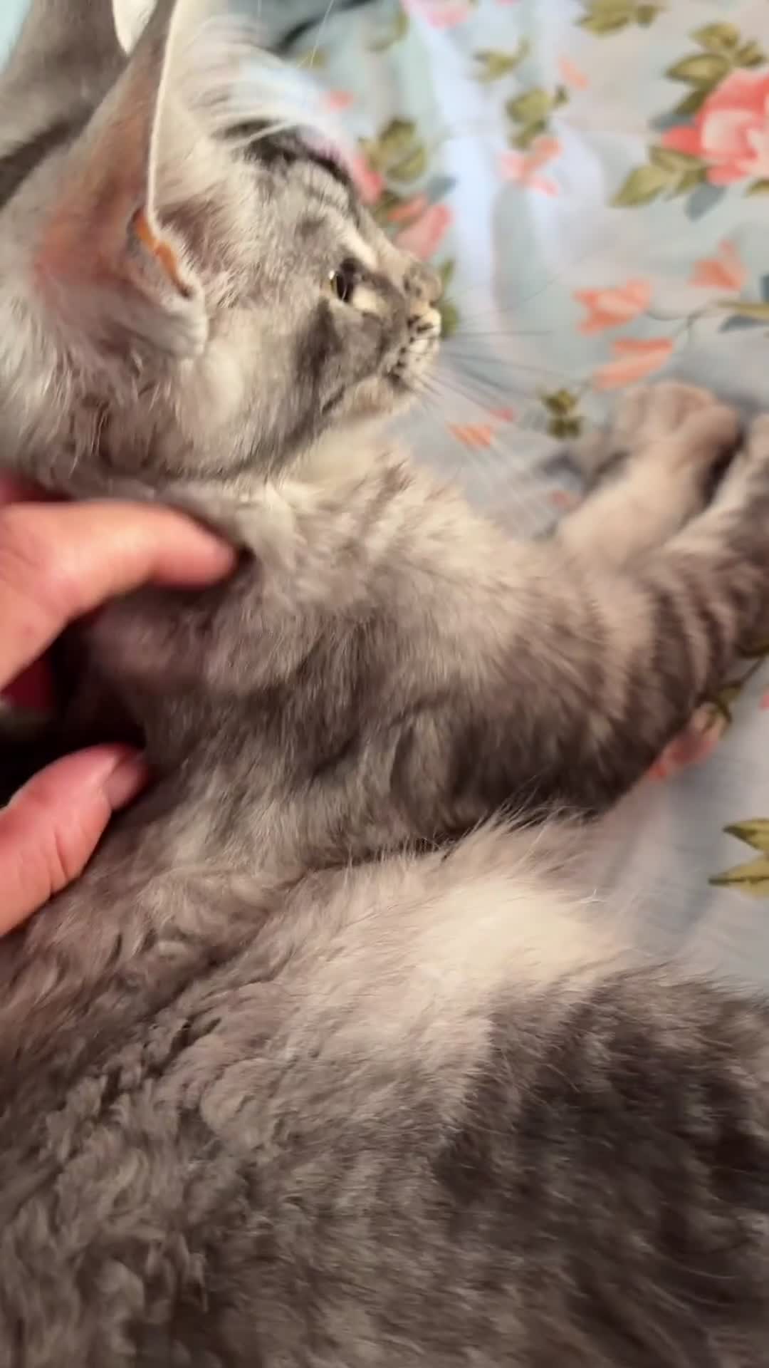 Maine Coon cats for sale: TICA Pedigree Maine coon🧬health tested - Video 3
