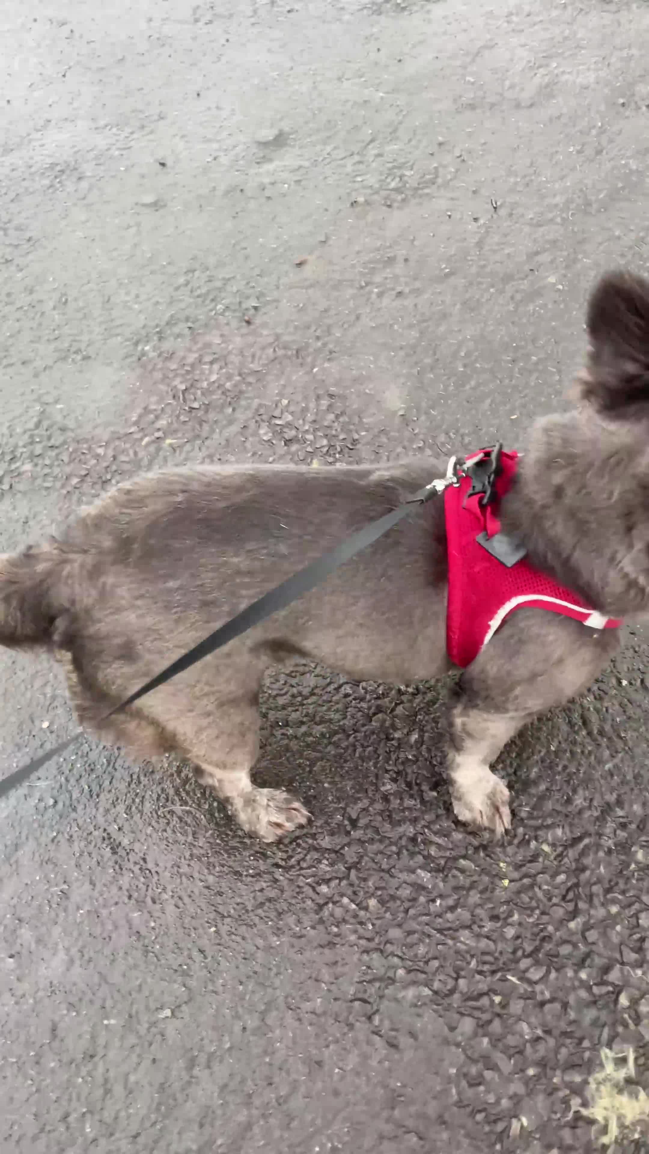 French Bulldog dogs for sale: 3 year old fluffy French bulldog  - Video 1