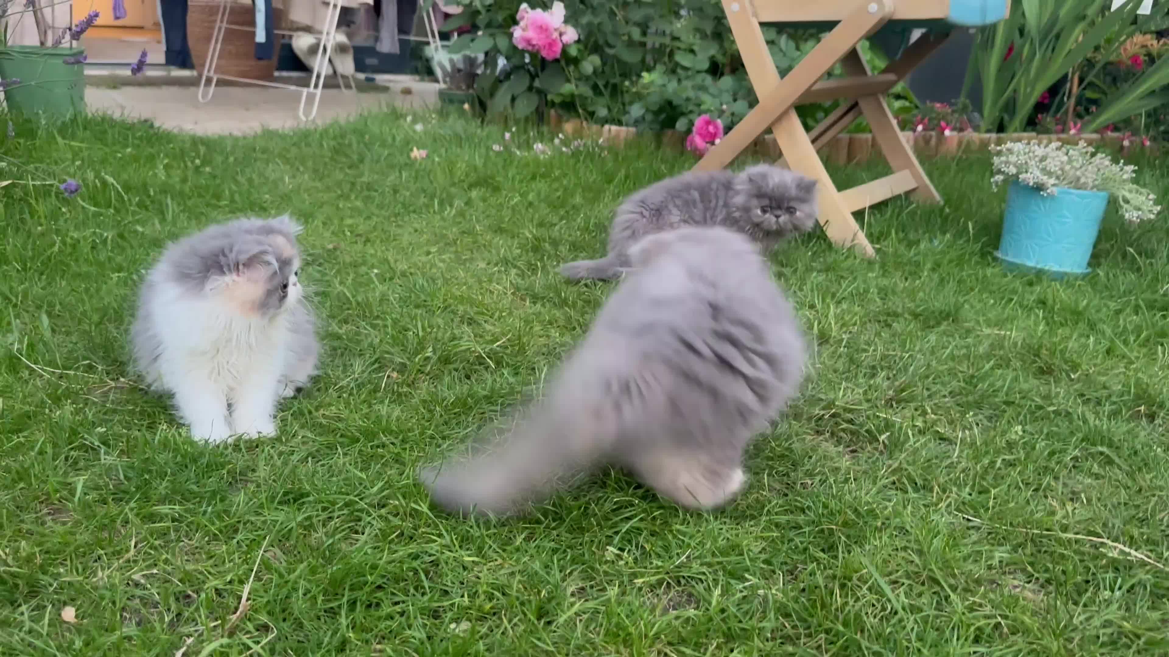 Persian cats for sale: 6th Generation pedigree Persian Kittens  - Video 2