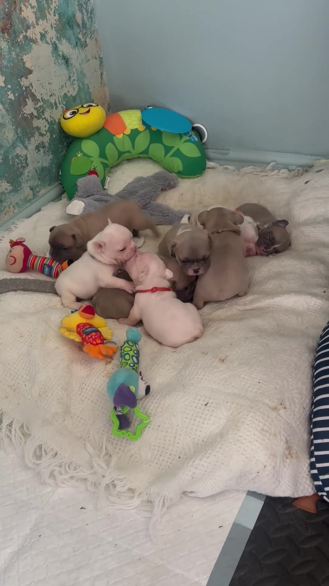 French Bulldog dogs for sale: Chunky French bulldogs  - Video 1