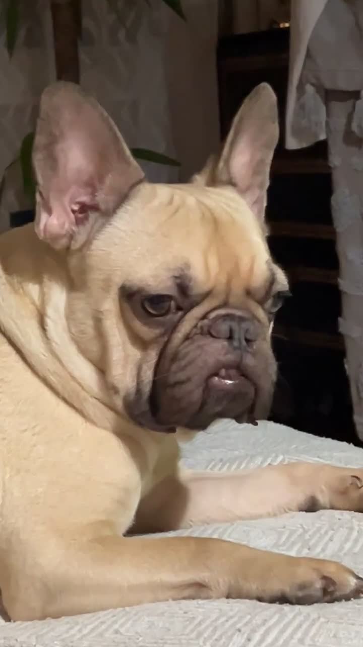 French Bulldog dogs for sale: 🐾3yr Old Frenchie looking for his forever home🐾 - Video 3