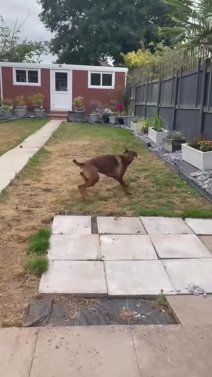 Mixed Breed dogs for adoption: Bonnie – Ball-obsessed bestie seeks forever home in Birmingham - Video 3