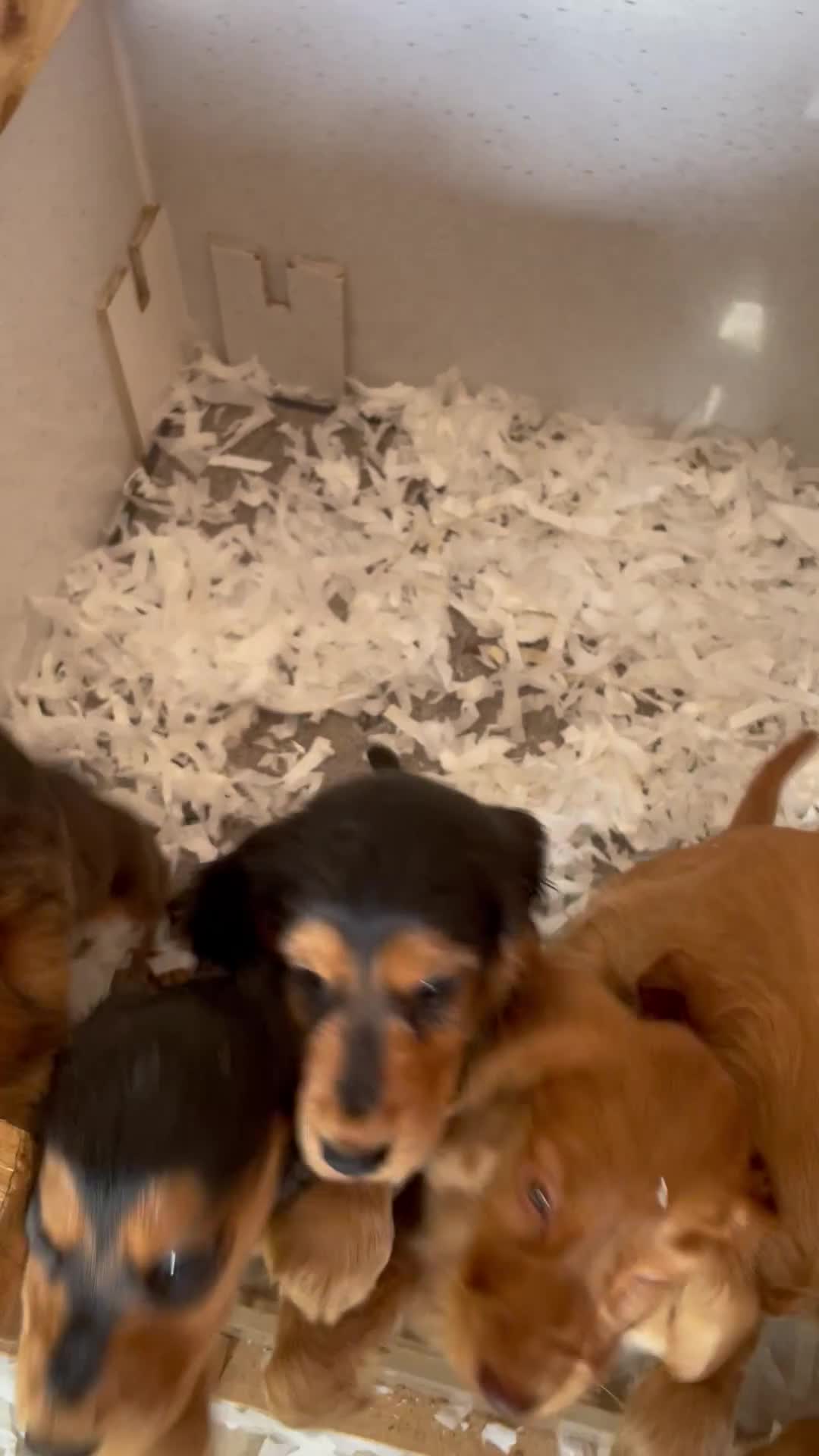 Cocker Spaniel dogs for sale: 1 Simply gorgeous Male Cocker Spaniel left 🐶⭐️🐶 - Video 1