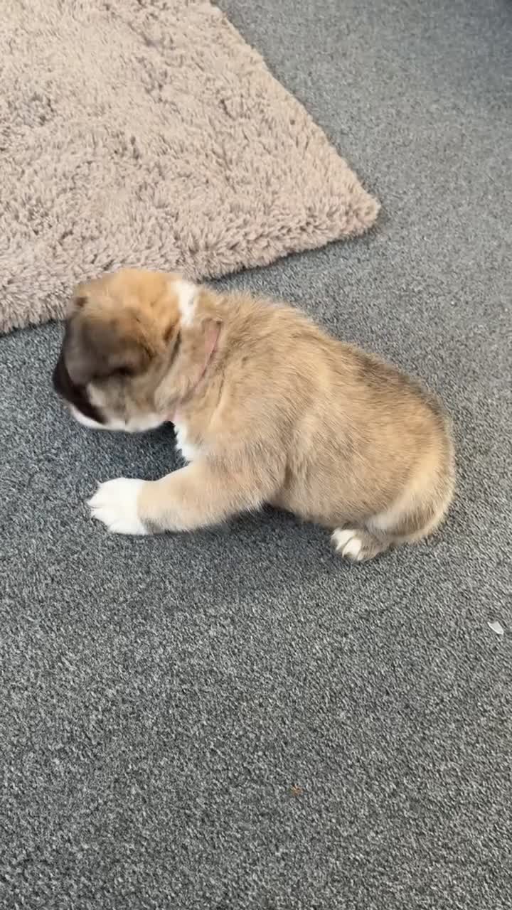 French Bulldog dogs for sale: Fluffy female French bulldog  - Video 1