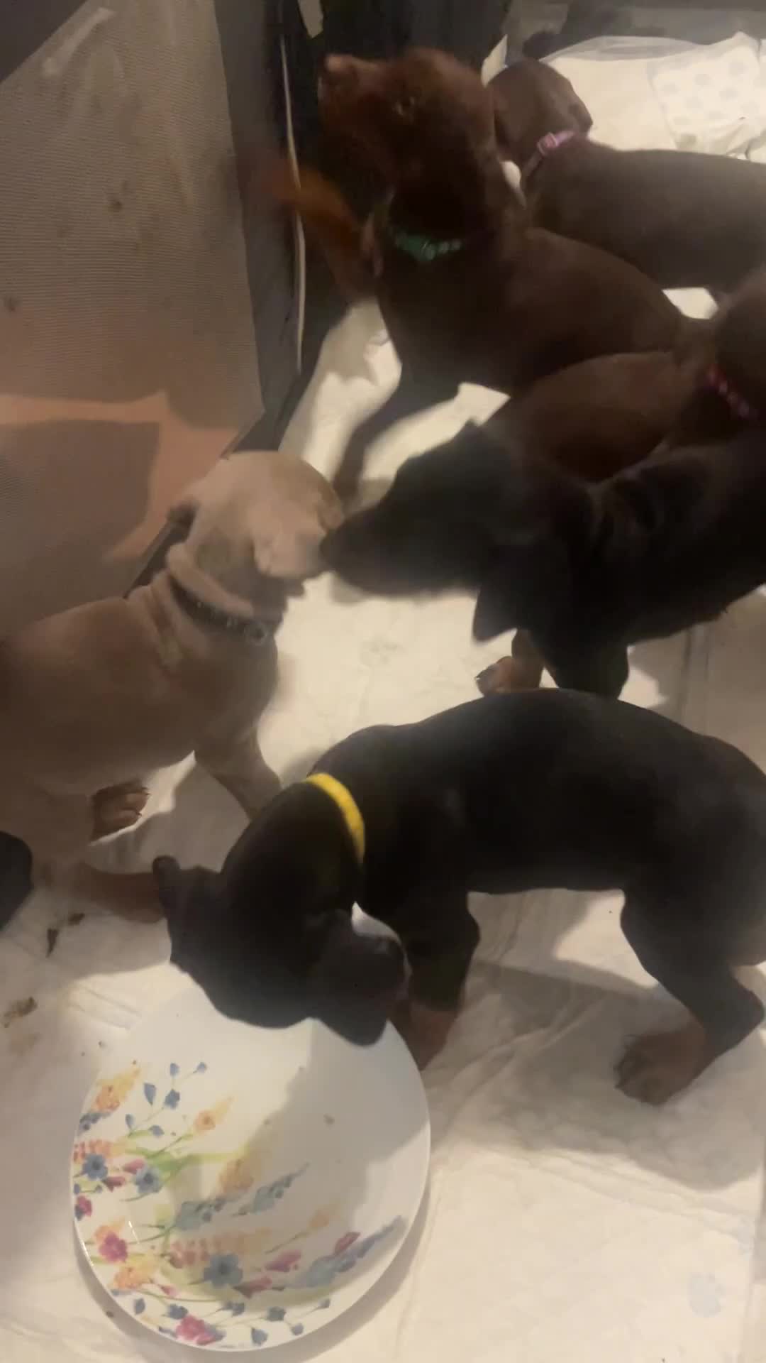 Dobermann dogs for sale: dobermann pinscher - Video 1