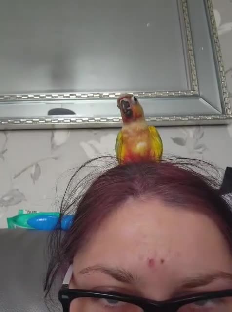 Conures birds for sale: Pineapple conure young adult - Video 1