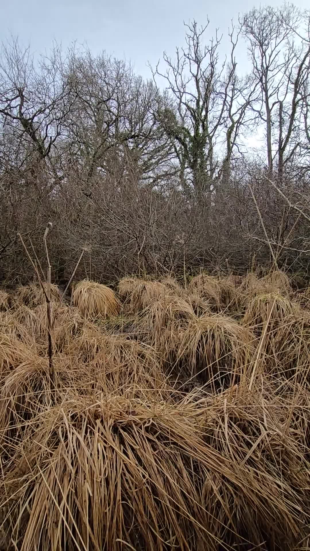 English Springer Spaniel dogs for stud: Wessexmac's King Kobe at Stud - Video 1