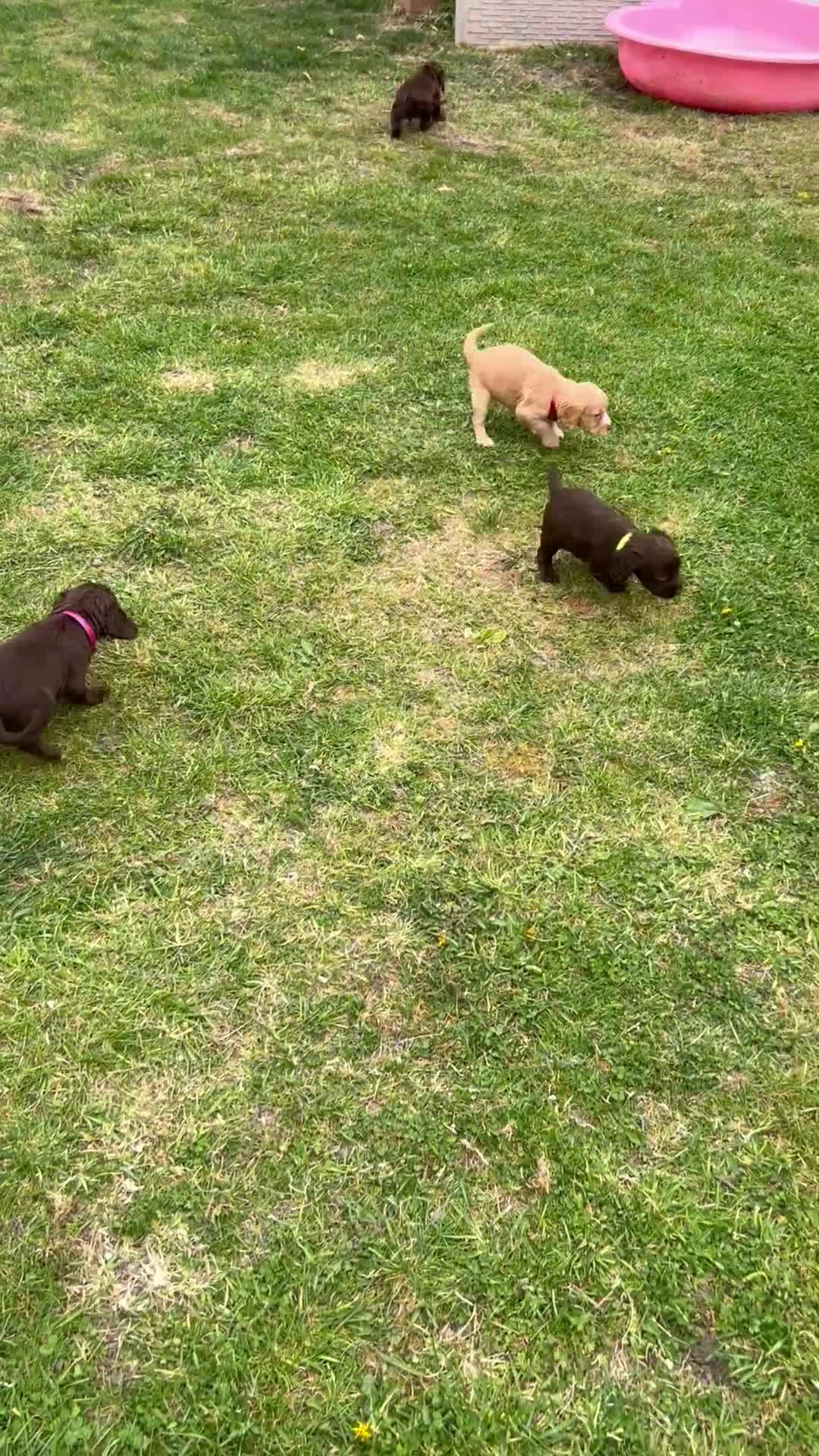 Cocker Spaniel dogs for sale: Stunning working cocker  in Solihull - Video 1